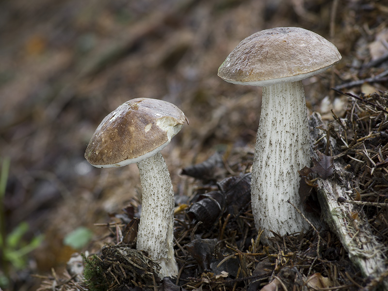 Leccinum brunneogriseolum